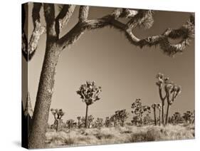 California, Joshua Tree National Park, Joshua Trees, USA-Michele Falzone-Stretched Canvas