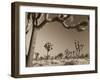 California, Joshua Tree National Park, Joshua Trees, USA-Michele Falzone-Framed Premium Photographic Print