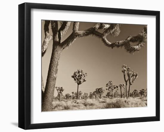 California, Joshua Tree National Park, Joshua Trees, USA-Michele Falzone-Framed Premium Photographic Print