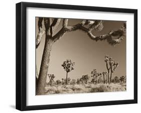 California, Joshua Tree National Park, Joshua Trees, USA-Michele Falzone-Framed Premium Photographic Print