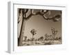 California, Joshua Tree National Park, Joshua Trees, USA-Michele Falzone-Framed Premium Photographic Print