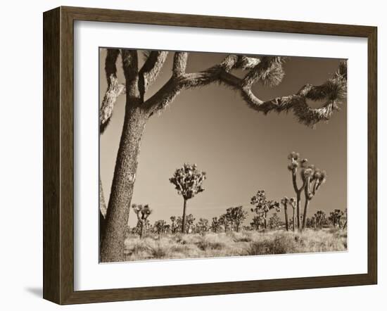 California, Joshua Tree National Park, Joshua Trees, USA-Michele Falzone-Framed Photographic Print