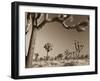 California, Joshua Tree National Park, Joshua Trees, USA-Michele Falzone-Framed Photographic Print