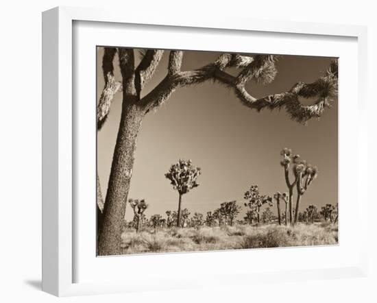 California, Joshua Tree National Park, Joshua Trees, USA-Michele Falzone-Framed Photographic Print