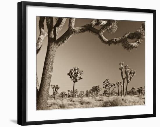 California, Joshua Tree National Park, Joshua Trees, USA-Michele Falzone-Framed Photographic Print