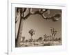 California, Joshua Tree National Park, Joshua Trees, USA-Michele Falzone-Framed Photographic Print