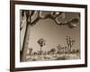 California, Joshua Tree National Park, Joshua Trees, USA-Michele Falzone-Framed Photographic Print