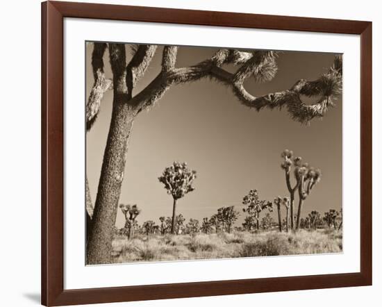 California, Joshua Tree National Park, Joshua Trees, USA-Michele Falzone-Framed Photographic Print