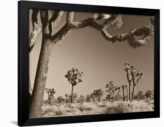 California, Joshua Tree National Park, Joshua Trees, USA-Michele Falzone-Framed Photographic Print