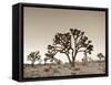 California, Joshua Tree National Park, Joshua Trees, USA-Michele Falzone-Framed Stretched Canvas
