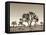 California, Joshua Tree National Park, Joshua Trees, USA-Michele Falzone-Framed Stretched Canvas