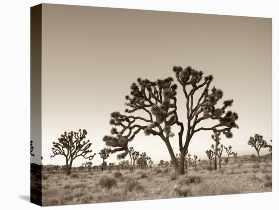 California, Joshua Tree National Park, Joshua Trees, USA-Michele Falzone-Stretched Canvas