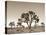 California, Joshua Tree National Park, Joshua Trees, USA-Michele Falzone-Stretched Canvas