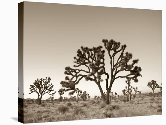 California, Joshua Tree National Park, Joshua Trees, USA-Michele Falzone-Stretched Canvas