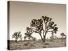 California, Joshua Tree National Park, Joshua Trees, USA-Michele Falzone-Stretched Canvas