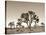 California, Joshua Tree National Park, Joshua Trees, USA-Michele Falzone-Stretched Canvas