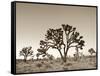 California, Joshua Tree National Park, Joshua Trees, USA-Michele Falzone-Framed Stretched Canvas