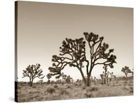 California, Joshua Tree National Park, Joshua Trees, USA-Michele Falzone-Stretched Canvas