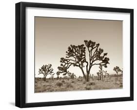 California, Joshua Tree National Park, Joshua Trees, USA-Michele Falzone-Framed Premium Photographic Print