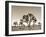 California, Joshua Tree National Park, Joshua Trees, USA-Michele Falzone-Framed Premium Photographic Print