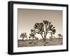 California, Joshua Tree National Park, Joshua Trees, USA-Michele Falzone-Framed Premium Photographic Print