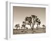 California, Joshua Tree National Park, Joshua Trees, USA-Michele Falzone-Framed Premium Photographic Print