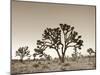 California, Joshua Tree National Park, Joshua Trees, USA-Michele Falzone-Mounted Premium Photographic Print