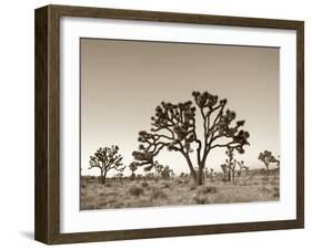 California, Joshua Tree National Park, Joshua Trees, USA-Michele Falzone-Framed Photographic Print