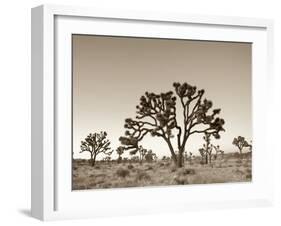 California, Joshua Tree National Park, Joshua Trees, USA-Michele Falzone-Framed Photographic Print