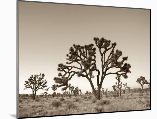 California, Joshua Tree National Park, Joshua Trees, USA-Michele Falzone-Mounted Photographic Print