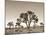 California, Joshua Tree National Park, Joshua Trees, USA-Michele Falzone-Mounted Photographic Print