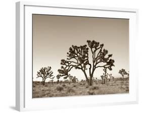 California, Joshua Tree National Park, Joshua Trees, USA-Michele Falzone-Framed Photographic Print