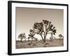 California, Joshua Tree National Park, Joshua Trees, USA-Michele Falzone-Framed Photographic Print