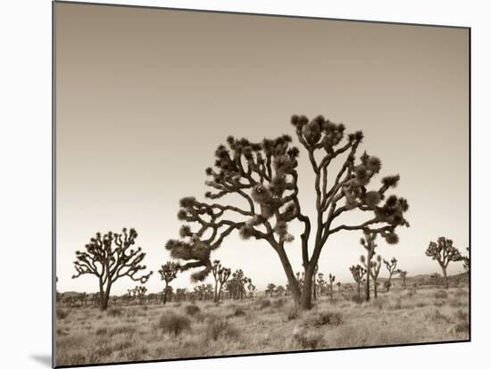 California, Joshua Tree National Park, Joshua Trees, USA-Michele Falzone-Mounted Photographic Print
