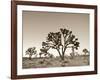 California, Joshua Tree National Park, Joshua Trees, USA-Michele Falzone-Framed Photographic Print