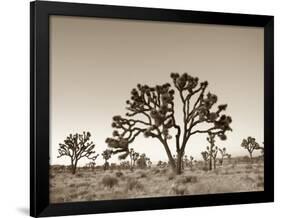 California, Joshua Tree National Park, Joshua Trees, USA-Michele Falzone-Framed Photographic Print