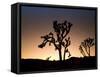 California, Joshua Tree National Park, Joshua Trees, USA-Michele Falzone-Framed Stretched Canvas