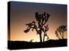 California, Joshua Tree National Park, Joshua Trees, USA-Michele Falzone-Stretched Canvas