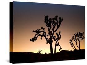 California, Joshua Tree National Park, Joshua Trees, USA-Michele Falzone-Stretched Canvas