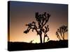 California, Joshua Tree National Park, Joshua Trees, USA-Michele Falzone-Stretched Canvas