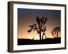 California, Joshua Tree National Park, Joshua Trees, USA-Michele Falzone-Framed Photographic Print