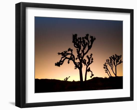 California, Joshua Tree National Park, Joshua Trees, USA-Michele Falzone-Framed Photographic Print