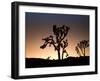 California, Joshua Tree National Park, Joshua Trees, USA-Michele Falzone-Framed Photographic Print