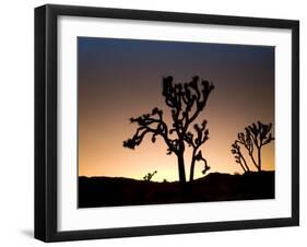 California, Joshua Tree National Park, Joshua Trees, USA-Michele Falzone-Framed Photographic Print