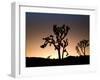 California, Joshua Tree National Park, Joshua Trees, USA-Michele Falzone-Framed Photographic Print