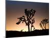 California, Joshua Tree National Park, Joshua Trees, USA-Michele Falzone-Mounted Photographic Print