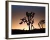 California, Joshua Tree National Park, Joshua Trees, USA-Michele Falzone-Framed Photographic Print