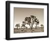 California, Joshua Tree National Park, Joshua Trees, USA-Michele Falzone-Framed Photographic Print