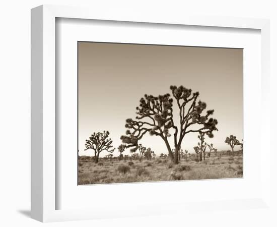 California, Joshua Tree National Park, Joshua Trees, USA-Michele Falzone-Framed Photographic Print