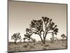 California, Joshua Tree National Park, Joshua Trees, USA-Michele Falzone-Mounted Photographic Print